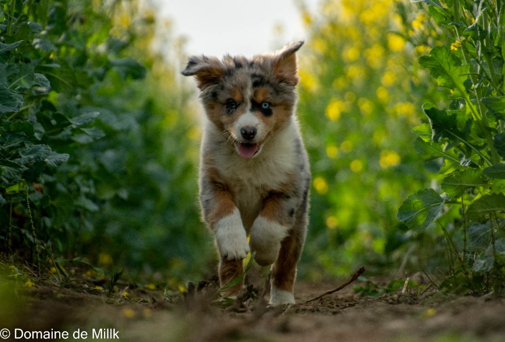 CH. Tapas Épicé du Domaine de Milk