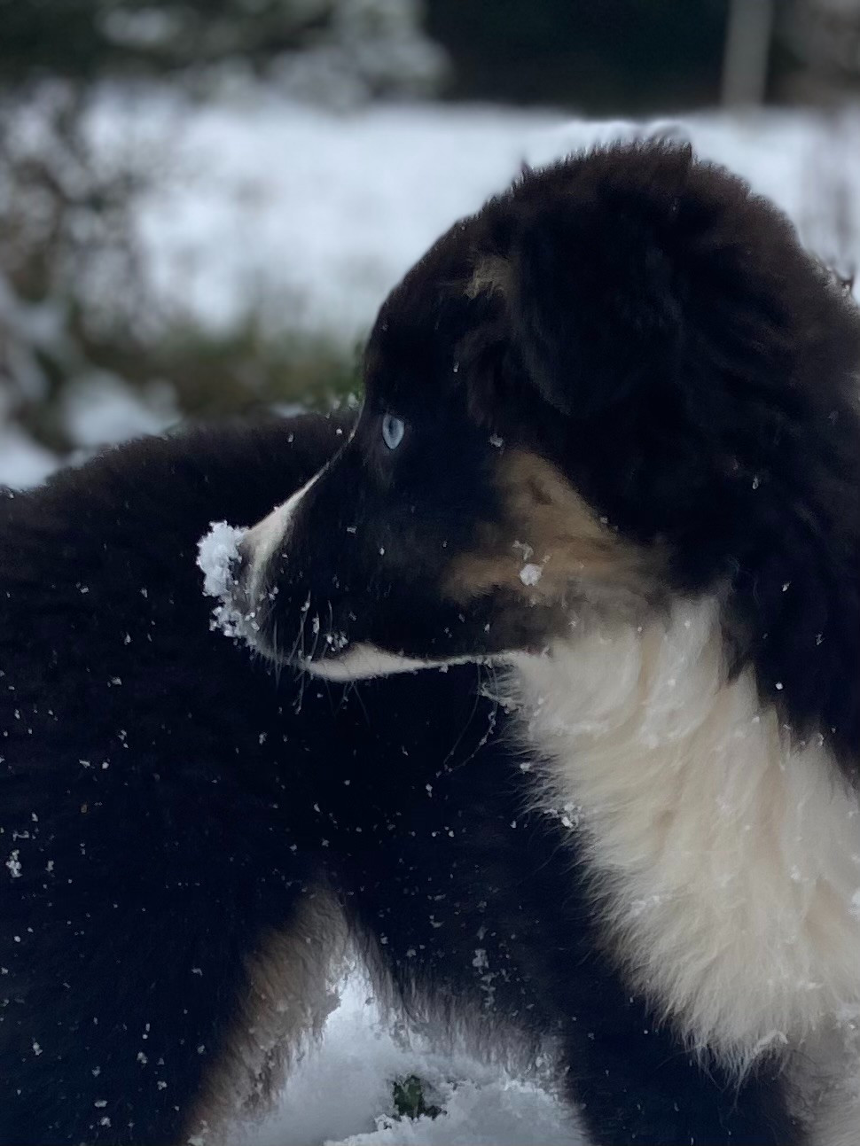 Tess du Domaine de Milk