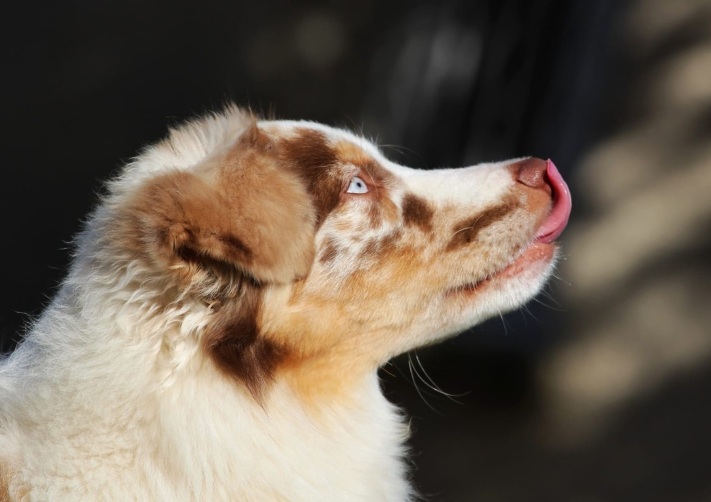 Appalaches du Mas Karel