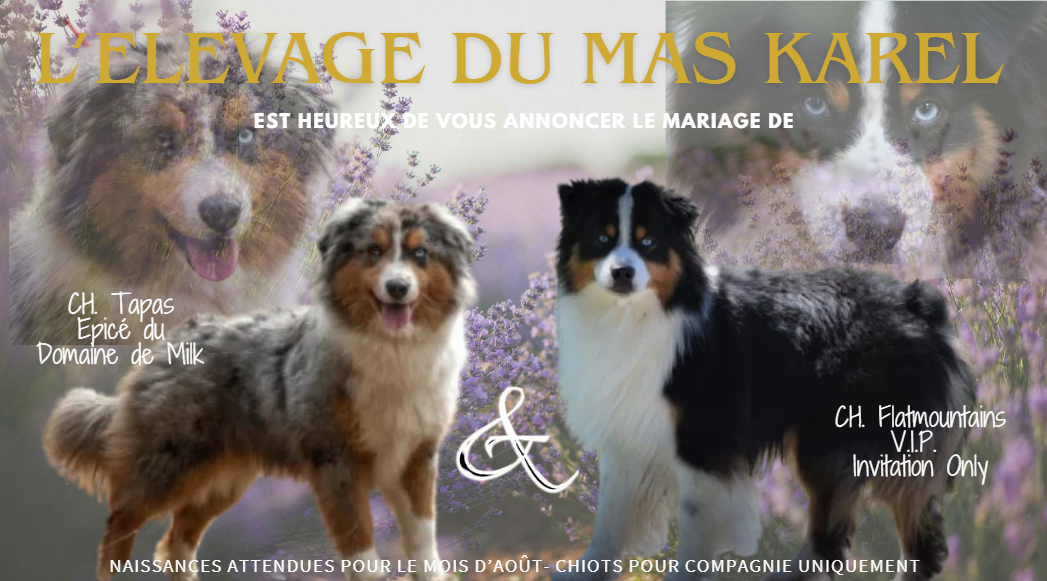 du Mas Karel - Portée à venir...