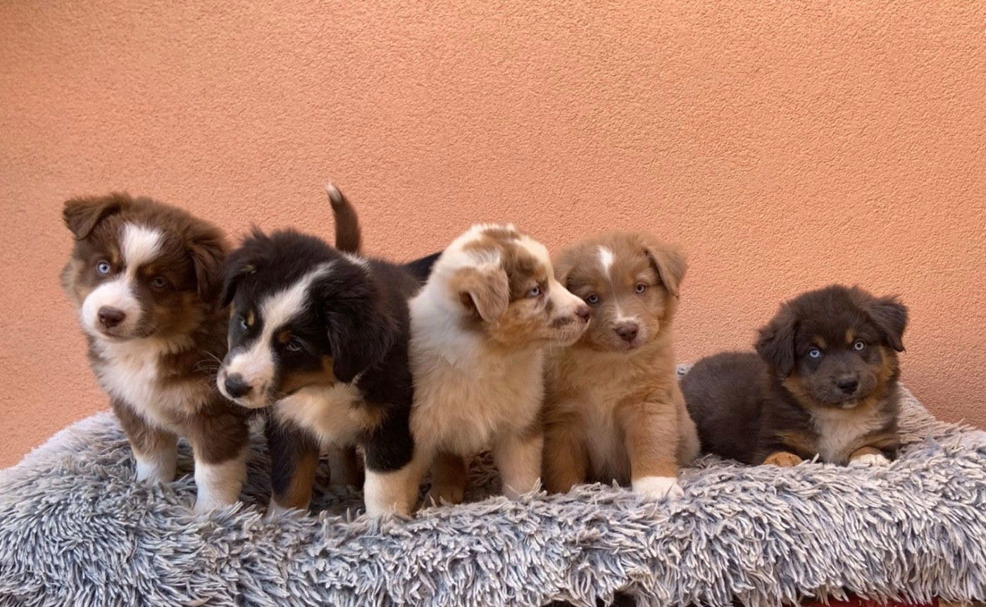 du Mas Karel - Berger Américain Miniature  - Portée née le 06/06/2025