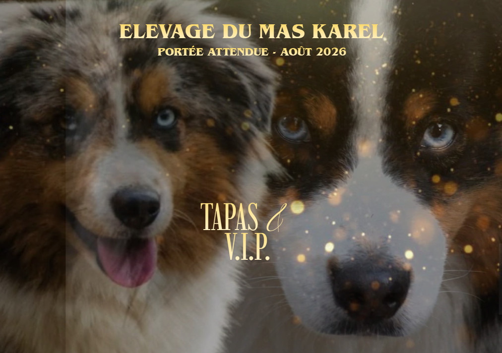 Chiot Berger Américain Miniature  du Mas Karel