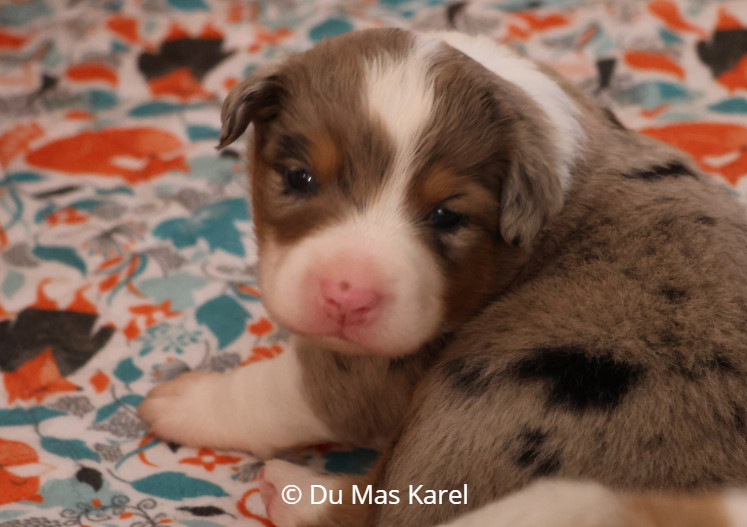 du Mas Karel - Chiots disponibles - Berger Américain Miniature 