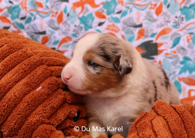du Mas Karel - Chiots disponibles - Berger Américain Miniature 