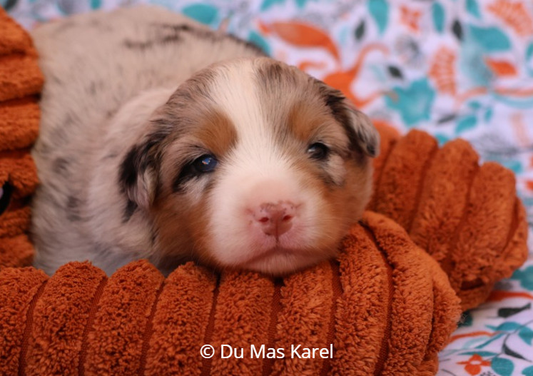 du Mas Karel - Chiots disponibles - Berger Américain Miniature 