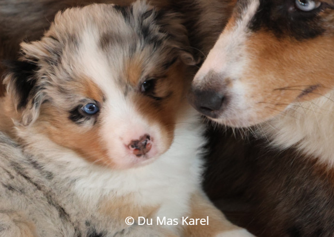 du Mas Karel - Chiots disponibles - Berger Américain Miniature 