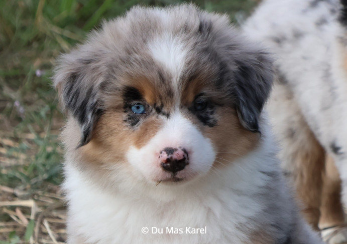 du Mas Karel - Chiots disponibles - Berger Américain Miniature 