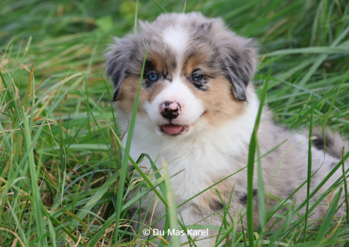 du Mas Karel - Chiots disponibles - Berger Américain Miniature 
