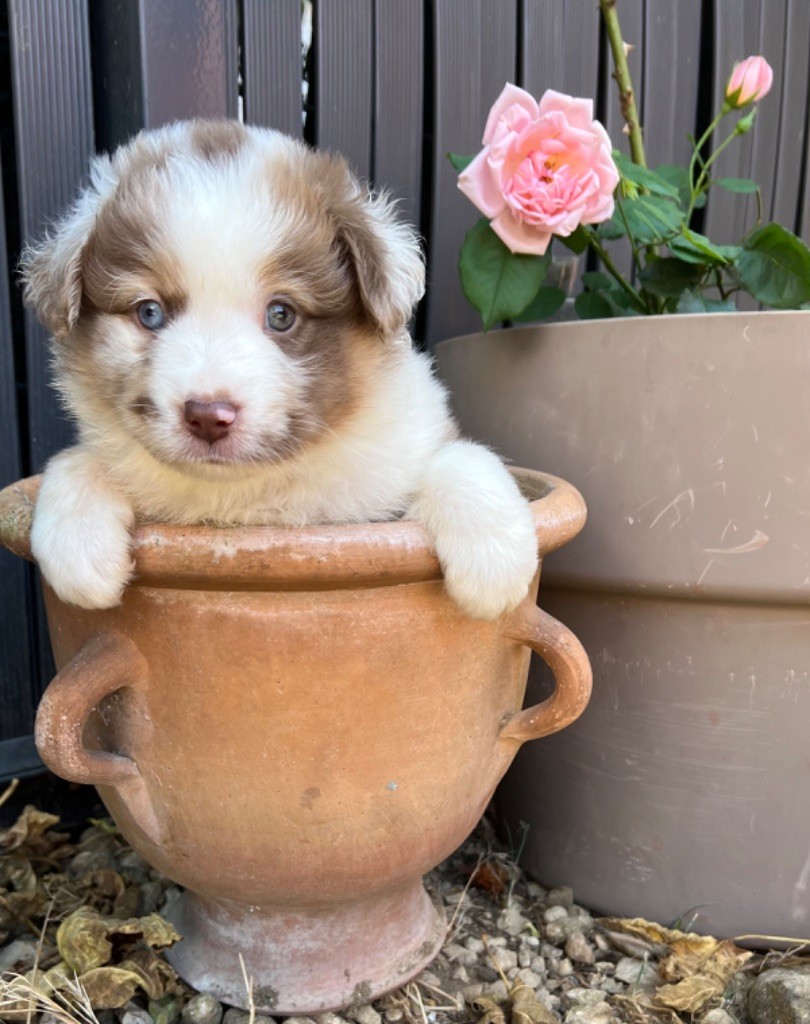du Mas Karel - Chiots disponibles - Berger Américain Miniature 