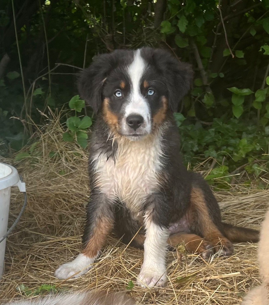 du Mas Karel - Chiots disponibles - Berger Américain Miniature 