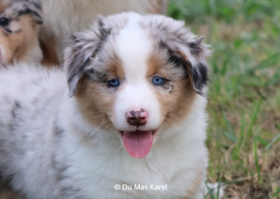 CHIOT 2